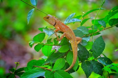 Close-up of a lizard on tree