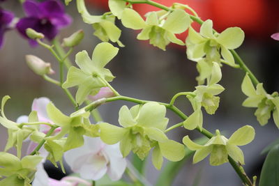 High angle view of flowering plant
