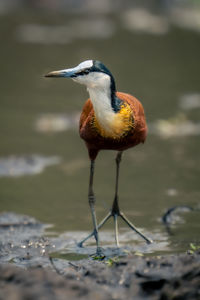 Close-up of bird in lake