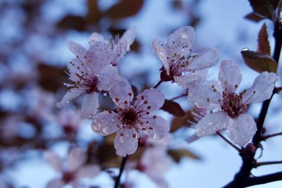 Close-up of cherry blossom