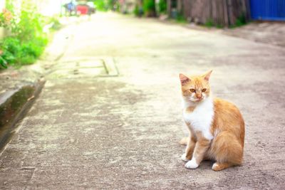 Portrait of cat sitting on footpath