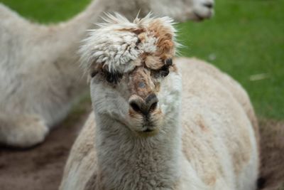 Close-up of an alpaca in a field