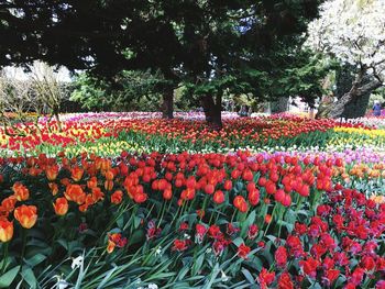 Red poppies blooming in park