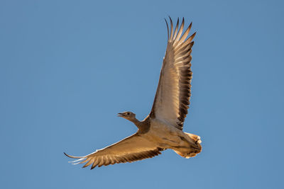 Low angle view of seagulls flying against clear blue sky