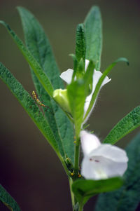 Close-up of green butterfly on plant