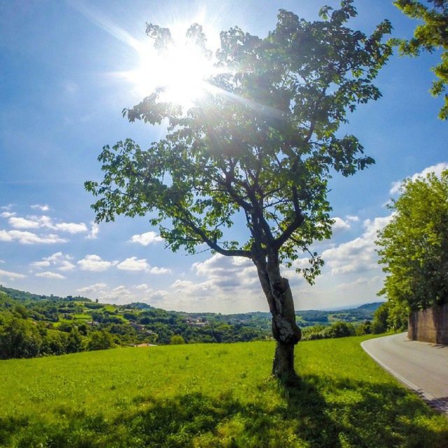 tree, sun, sunlight, tranquility, sunbeam, tranquil scene, beauty in nature, landscape, sky, growth, nature, scenics, grass, field, green color, sunny, lens flare, day, branch, non-urban scene