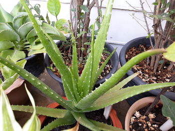 High angle view of succulent plant