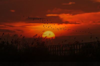 Silhouette birds flying in sky during sunset