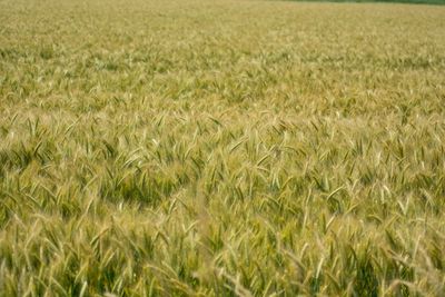 Full frame shot of crops growing on field