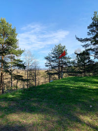 Trees on field against sky