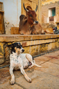 Indian cow and dog resting in the street