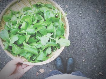 Cropped image of hand holding leaf