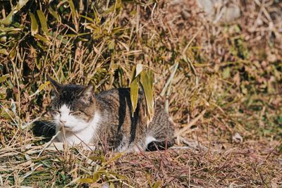 Cat looking away on field