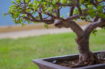 Close-up of lizard on tree