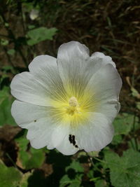 Close-up of white flower blooming outdoors