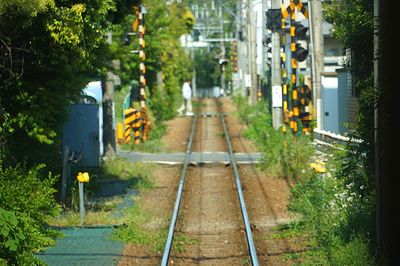 Railroad tracks amidst trees