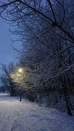 Bare trees on snow covered land