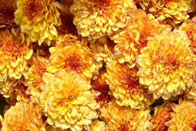 Full frame shot of yellow flowers