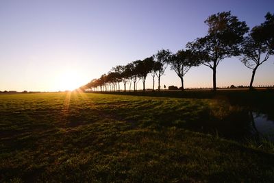 Sun shining through trees on field