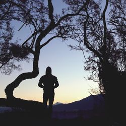 Silhouette of bare tree at sunset