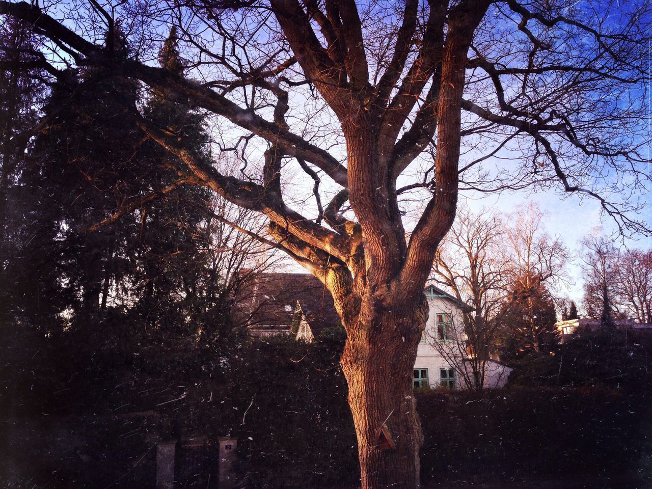 tree, bare tree, tree trunk, branch, building exterior, built structure, architecture, sky, growth, nature, low angle view, tranquility, house, day, outdoors, no people, field, clear sky, landscape, sunlight