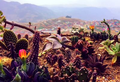 Close-up of flowering plants on field