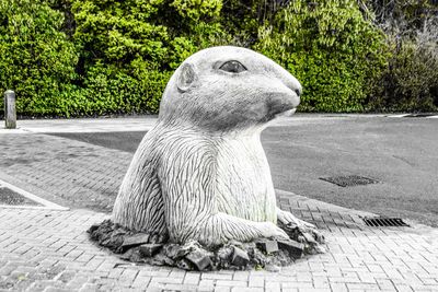 Close-up of iguana on tree