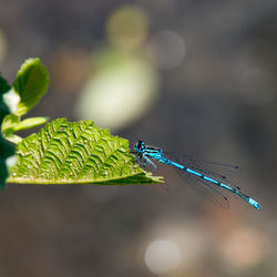 Close-up of damselfly on plant