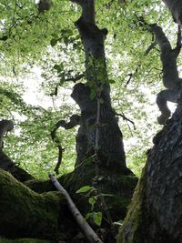 Low angle view of trees growing in forest