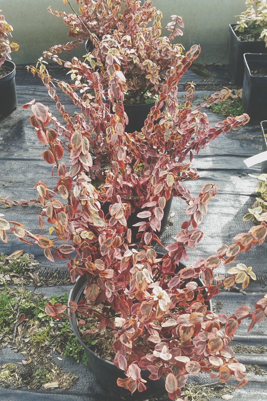 flower, growth, branch, plant, nature, tree, leaf, outdoors, day, no people, beauty in nature, high angle view, freshness, fragility, autumn, sunlight, built structure, change, potted plant, growing