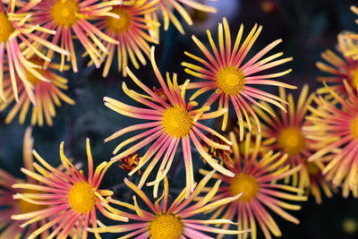 Close-up of flowering plants