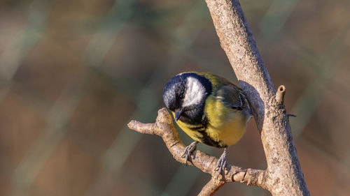 Close-up of bird perching on branch