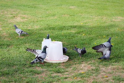 Birds on grassy field