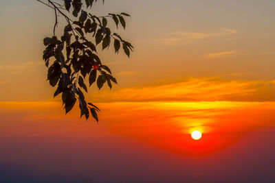 Silhouette tree against orange sky