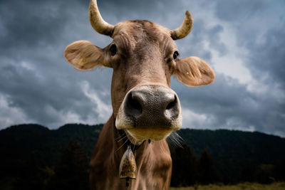 Portrait of cow