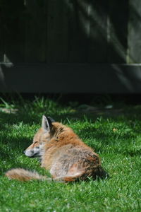 Close-up of lying on field