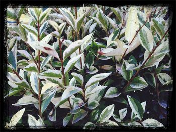 Close-up of leaves