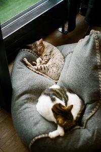 High angle view of cat sleeping at home