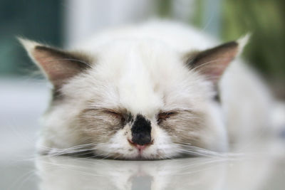 Close-up of cat sleeping on floor