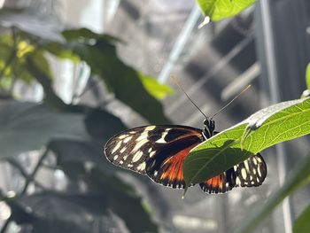 Butterfly on leaf