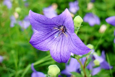 Close-up of purple flower blooming outdoors