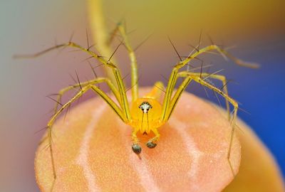 Close-up of spidier on pink leaf