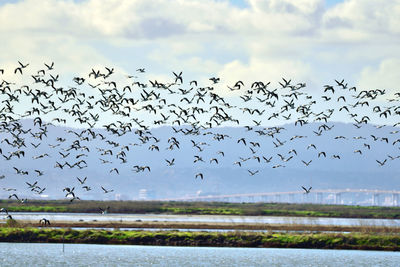 Flock of birds flying in the sky