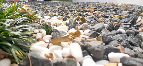 High angle view of flowering plants on rocks