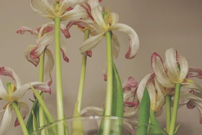 Close-up of pink flowers blooming outdoors