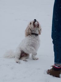 Dog standing on snow covered landscape during winter