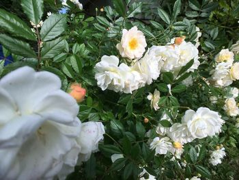 Close-up of white roses