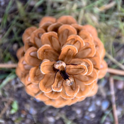 Close-up high angle view of flower