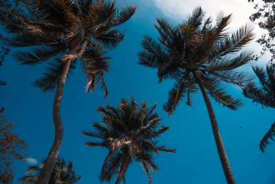Low angle view of palm trees against sky