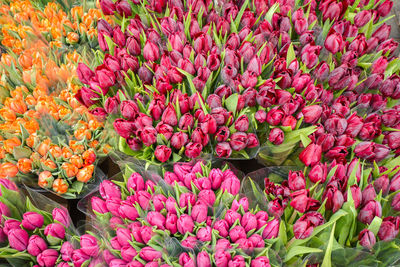 Close-up of flowers in market